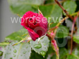 Sample Image - Rose Bud